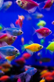 assortment of Ternetia Glofish on blue background in aquarium