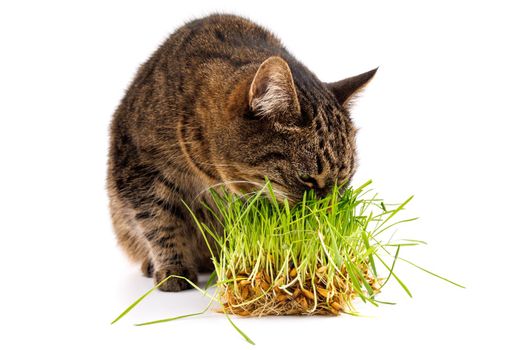 gray domestic tabby cat eating fresh green grass isolated on white background with selective focus and blur. Licking its nose with pink tongue, eyes closed.