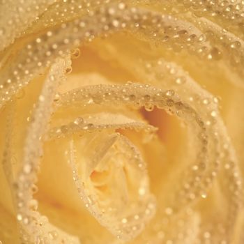 Beautiful blooming flower in spring time. White rose with dew drops. Close up macro shot.