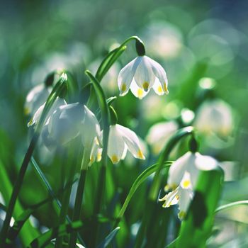 Spring snowflake flower (Leucojum vernum).
Beautiful white spring flower in the forest. Colorful natural background.