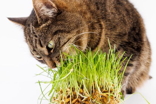 gray domestic tabby cat eating fresh green grass close-up on white background with selective focus and blur. Licking its nose with pink tongue, eyes closed.