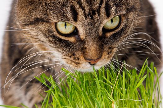 gray domestic tabby cat eating fresh green grass close-up on white background with selective focus and blur. Licking its nose with pink tongue, eyes closed.