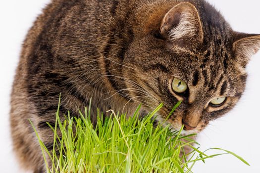 gray domestic tabby cat eating fresh green grass close-up on white background with selective focus and blur. Licking its nose with pink tongue, eyes closed.