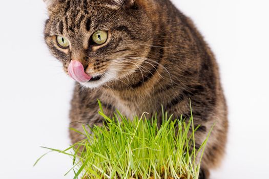 gray domestic tabby cat eating fresh green grass close-up on white background with selective focus and blur. Licking its nose with pink tongue, eyes closed.