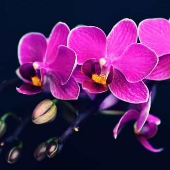 Beautiful blooming flower in spring time. Pink orchid on a black background. Close up macro shot.