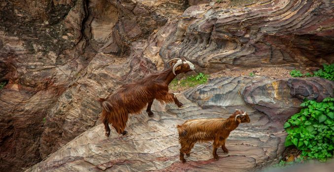 Mountain goats living raised by Bedouins in Petra Jordan