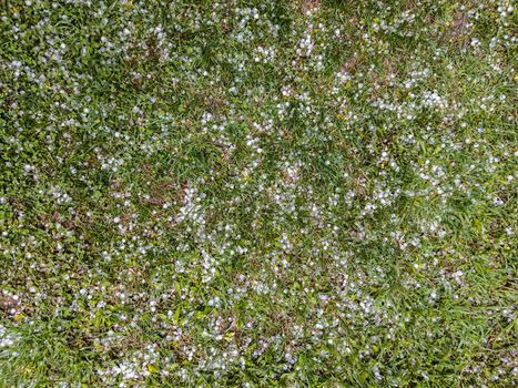 White ice hail on the green grass after summer storm.