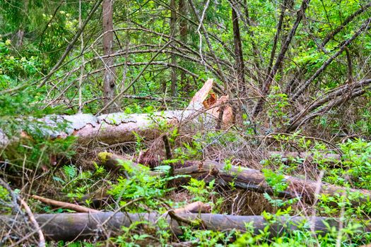 A fallen dry tree in the taiga is a source of increased fire danger during the dry season. Close-up of the trunk and branches of a fallen pine tree without needles in the forest