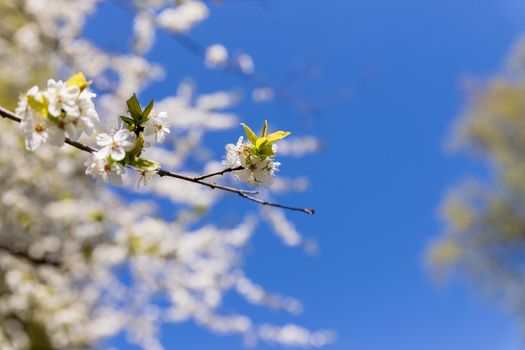 Spring flower natural landscape with white flowers of an apple tree on the background of the blue sky close-up. Soft focus