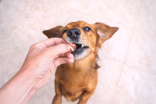 Owner giving snack or prize to dog. Feeding funny brown dog. Owner giving his dog training award. High quality photo