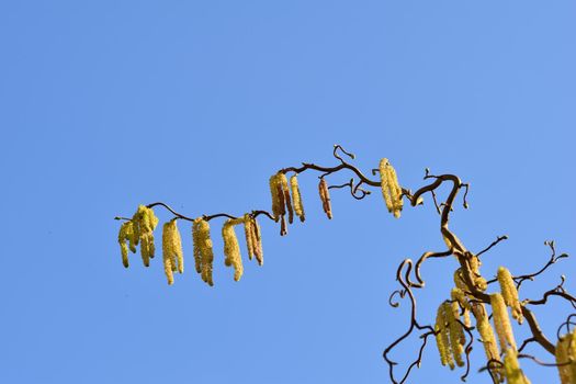 Blooming hazelnut tree from below against a blue sky with a various of focus
