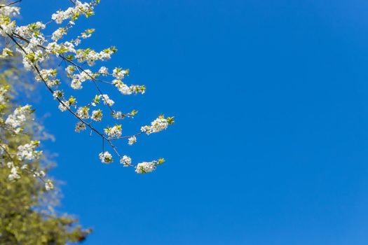 Spring flower natural landscape with white flowers of an apple tree on the background of the blue sky close-up. Soft focus