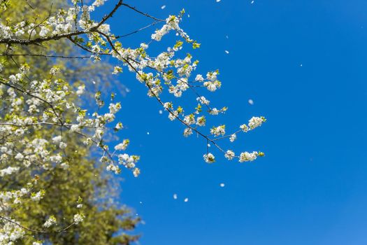 Spring flower natural landscape with white flowers of an apple tree on the background of the blue sky close-up. Soft focus