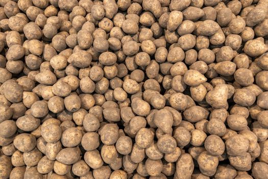 pile of dirty raw unpeeled potatoes - full frame unadorned potato background
