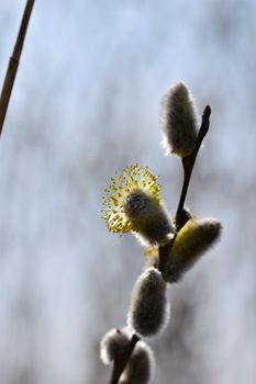 Flowering salix against a blurry background as a close up
