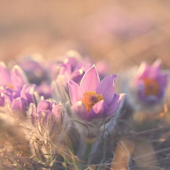 Springtime and spring flower. Beautiful purple little furry pasque-flower. (Pulsatilla grandis) Blooming on spring meadow at the sunset