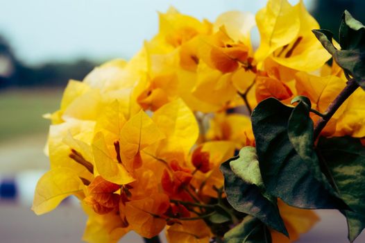 Bougainvillea Yellow flower colorful ornamental vine Plant closeup. High angle view. isolated from green leaves. Nature background