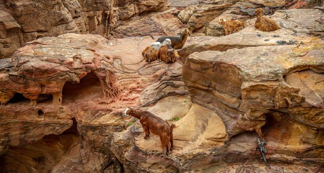 Mountain goats living raised by Bedouins in Petra Jordan