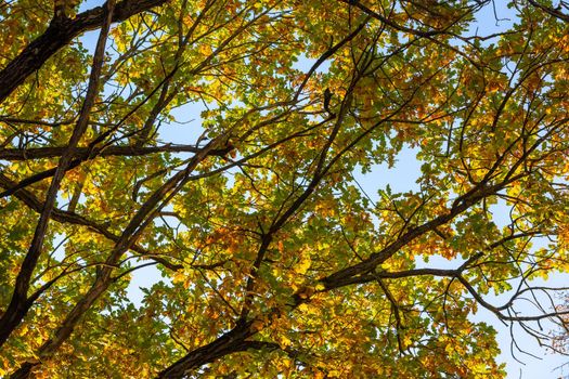 green oak trees in early autumn at daylight on blue sky background full frame close-up
