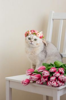 A beautiful portrait of a charming white cat in a crown of pink flowers, sits on a white chair, next to a bouquet of pink tulips, on a light background. Vertical. Copy space