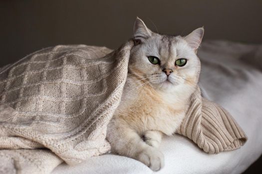 A portrait of a calm white British cat lies on a white bed under a white knitted blanket.