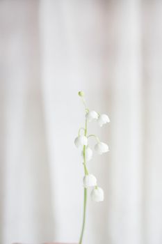 several sprigs of fresh lily of the valley flowers on a white light background. copy space