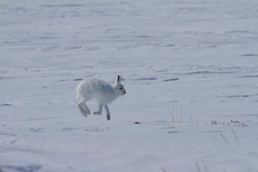 Arctic hare, Lepus arcticus, hopping around the snow in Canada's arctic tundra, Arviat, Nunavut
