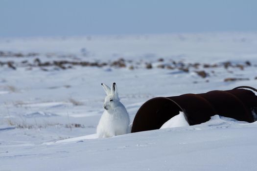 Arctic hare, Lepus arcticus, sitting on snow near an old fuel barrel, Nunavut Canada