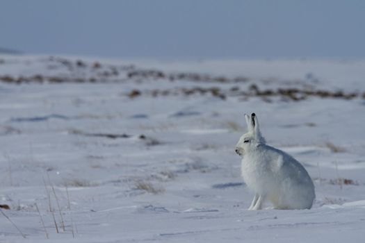 Arctic hare, Lepus arcticus, sitting on snow and shedding its winter coat, Nunavut Canada