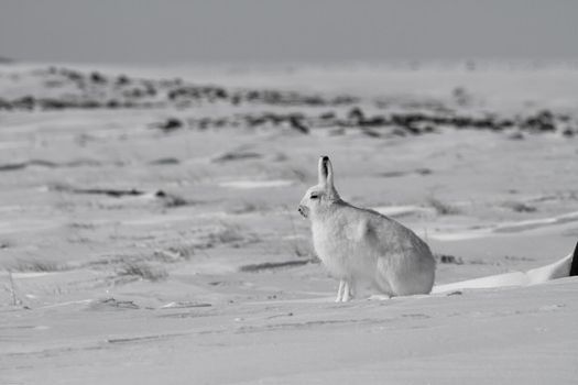 Arctic hare, Lepus arcticus, sitting on snow with ears pointing up, Nunavut Canada