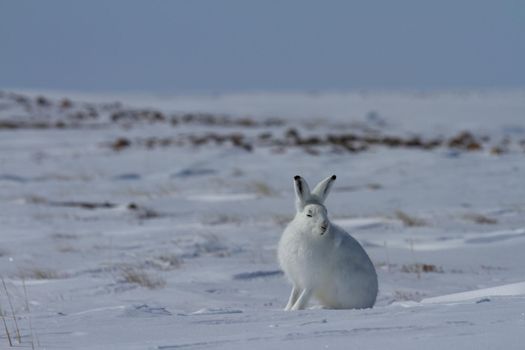 Arctic hare, Lepus arcticus, sitting on snow with ears pointing up and staring straight at the camera, Nunavut Canada