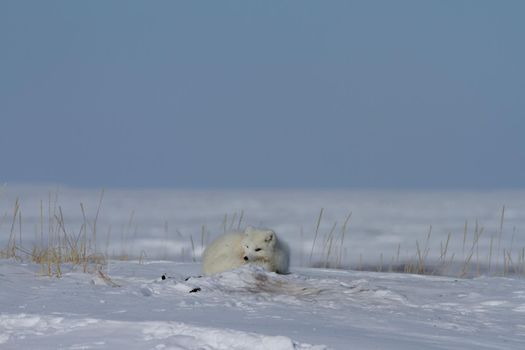 This fox was found near the community of Arviat curled up in a pile of snow, Arviat, Nunavut