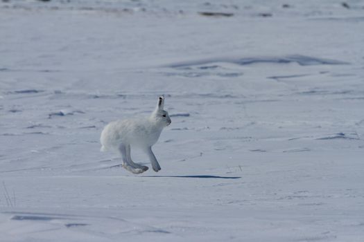 Arctic hare, Lepus arcticus, hopping around the snow in Canada's arctic tundra, Arviat, Nunavut