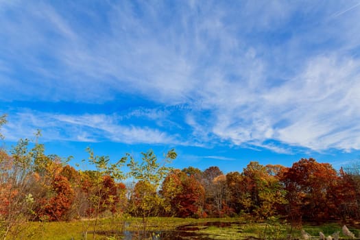 colorful autumn forest lake river sky clouds Cirrus