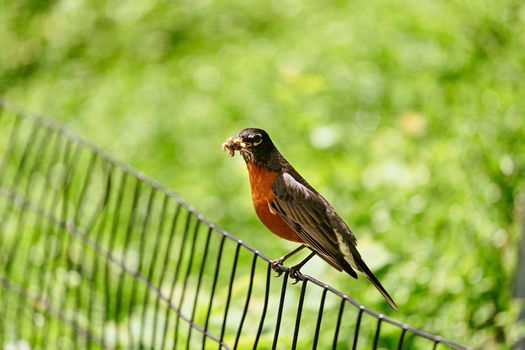 bird with a red redstart Beautiful of Daurian Redstart Bird, standing on a branch in nature keeps the mouth caterpillar