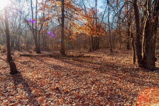 Majestic colorful forest with sunny beams. Natural park. Dramatic morning scene. Red autumn leaves. Carpathians, Ukraine, Europe. Beauty world.