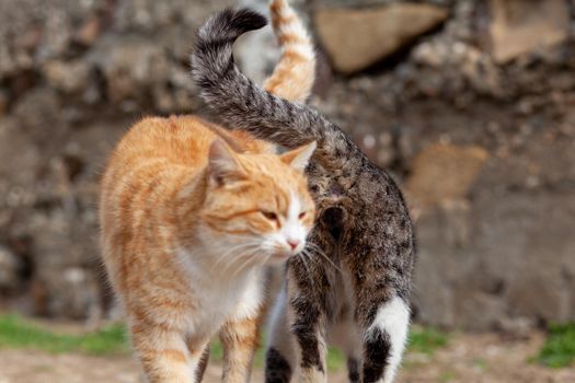 A beautiful striped street cat in the countryside. Two cats are strolling against each other