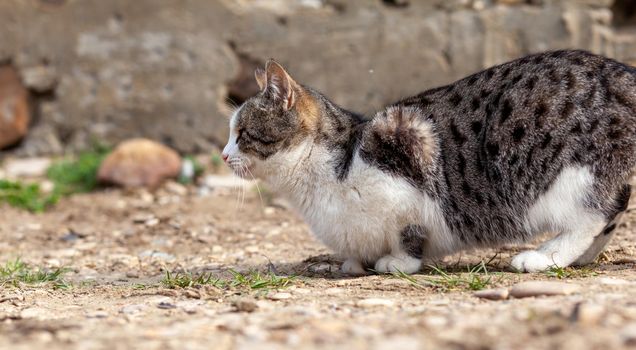 A beautiful striped street cat in the countryside. The cat sits and looks into the distance