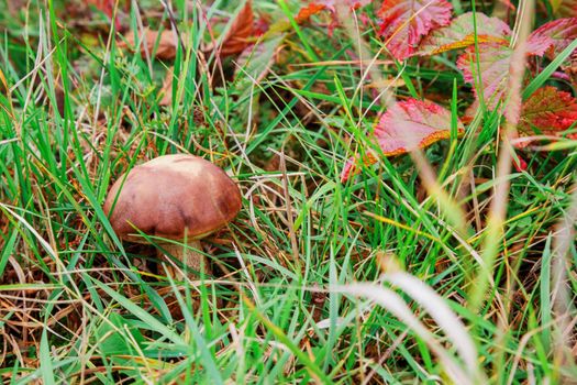 mushroom in the forest macro, forest, closeup