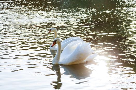 Beautiful white swan couple on blue water.
