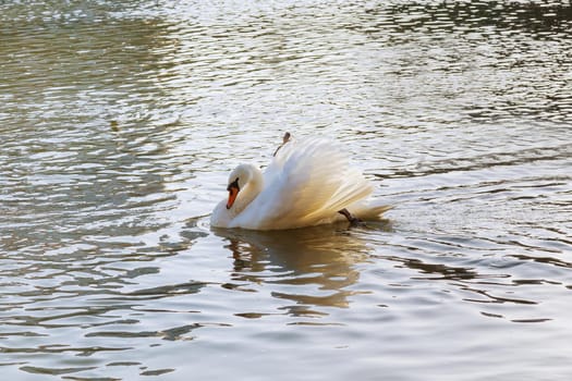 White swan floating on the water surface in the river