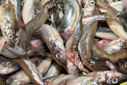 Collection of smelt or European smelt fish for sale in the market. Close up