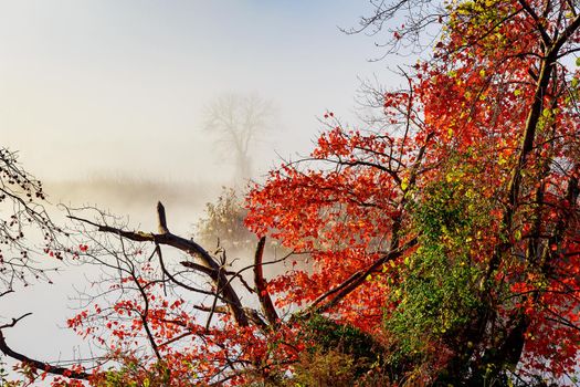 morning fog over river in autumn Autumn morning fog