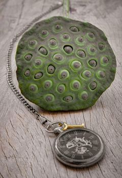 A retro pocket watch and Fresh green lotus seed pods on old wooden board background. Time and Peace conept, Copy space, Selective focus.