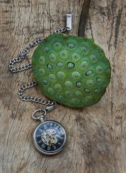 A retro pocket watch and Fresh green lotus seed pods on old wooden board background. Time and Peace conept, Copy space, Selective focus.
