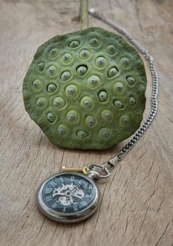 A retro pocket watch and Fresh green lotus seed pods on old wooden board background. Time and Peace conept, Copy space, Selective focus.