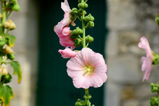 Closeup of a Hollyhock in front of a green painted door, who is out of focus on a sunny summerday