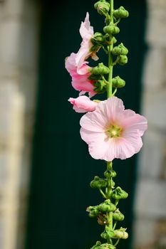Closeup of a Hollyhock in front of a green painted door, who is out of focus on a sunny summerday