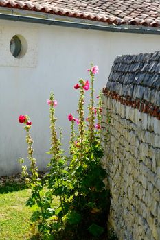 small grass alley with flowering hollyhock on ile de Ré during summer
