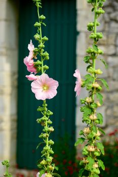 Closeup of a Hollyhock in front of a green painted door, who is out of focus on a sunny summerday